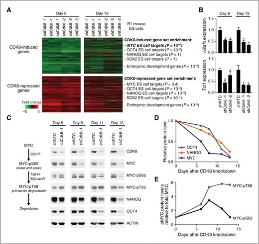 Figure 3. CDK8 regulates MYC target gene and protein levels. A, shown are the top 1,500 genes that change after CDK8 knockdown in R1 embryonic stem cells at day 8 relative to shNTC control (P = 0.003, Student t test between shNTC and 2 independent CDK8 shRNAs). The expression of these same genes at day 13 is shown. B, qRT-PCR analysis of 2 representative embryonic stem cell genes (H2afx and Tcl1) at the indicated times after shCDK8 treatment. Mean ± SD is shown. *, P = 0.05, Student t test. C, Western blot of infected embryonic stem cells at the indicated time after shRNA infection. A schematic of common MYC phosphorylation modifications is on the left. D, OCT4, NANOG, and MYC proteins levels were quantified relative to ACTIN, and then normalized to their respective shNTC for each time point. E, for each time point, MYC-pS62 and MYC-pT58 protein levels were quantified relative to total MYC and then normalized to their respective shNTC. ES, embryonic stem.