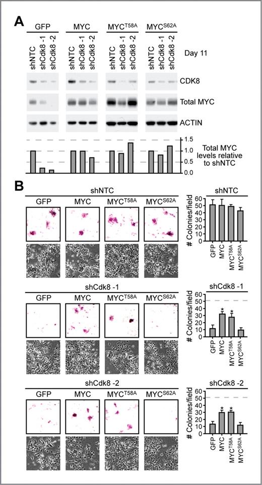 Figure 4. CDK8 partially regulates embryonic stem cell pluripotency through MYC. A, Western blot of embryonic stem cells stably expressing MYC, MYCT58A, MYCS62A, or GFP in the presence of the indicated shRNA at day 11. Total MYC protein was quantified relative to ACTIN and normalized to their respective shNTC. The anti-MYC antibody detects mouse and human MYC. B, alkaline phosphatase staining and phase-contrast images of embryonic stem cells at day 11 after expression of MYC, MYCT58A, MYCS62A, or GFP control in the presence of the indicated shRNA. The number of alkaline phosphatase–stained embryonic stem cell colonies observed per 24 mm2 field is shown to the right of each group. The dashed gray line indicates the number of colonies observed in shNTC + GFP control cells. Mean ± SD is shown. *, P = 0.005 compared with the respective GFP expression control, Student t test.
