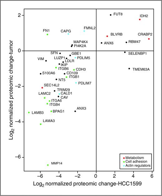 Figure 4. Directed MS analysis of signature protein in tumor sample using super-SILAC. Scatter plot of the cell lines versus and tumor data. Signature proteins were quantified in ER− stage III tumor relative to healthy tissue using super-SILAC as a spike-in standard. These ratios were compared with those of stage III tumor cell line relative to HMEC.
