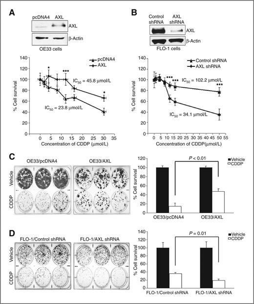 Figure 2. AXL promotes survival of esophageal adenocarcinoma cells. A, cell viability of OE33 cells stably expressing AXL or empty vector in response to CDDP was assessed by CellTiter-Glo Luminescent Cell Viability Assay. Western blot analysis of AXL in OE33/AXL and OE33/pcDNA4 stable cells is shown (top). Cell survival of AXL-expressing cells was significantly higher than control cells in response to CDDP (bottom). B, cell viability of FLO-1 cells stably expressing AXL shRNA or control shRNA in response to CDDP was determined as in A. Immunoblot of AXL is shown (top). Knockdown of AXL in FLO-1 cells significantly decreased cell viability in response to CDDP (bottom). C, OE33 cells stably expressing AXL or pcDNA4 were subjected to clonogenic survival assay after treatment with vehicle or CDDP (2.5 μmol/L) for 48 hours. Quantitative data (right) showed significantly higher cell survival in AXL-expressing cells than control cells (P < 0.01). D, FLO-1 cells stably expressing AXL shRNA or control shRNA were treated with CDDP (5 μmol/L) for 48 hours and subjected to clonogenic survival assay. Quantitative data (right) indicated that knockdown of endogenous AXL significantly decreased cell survival relative to control in response to CDDP (P = 0.01). Results are representative of at least 3 experiments and shown as the mean ± SD. *, P < 0.05; ***, P < 0.001.