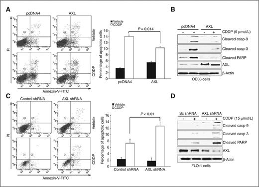 Figure 3. AXL expression inhibits CDDP-induced apoptosis. A, apoptosis in OE33 cells stably expressing AXL or empty vector after treatment with vehicle or CDDP (5 μmol/L) for 48 hours was determined by Annexin-V/propidium iodide (PI) staining and FACS analysis. Quantitative data (right) showed significantly less apoptosis in AXL-expressing cells than control cells (P = 0.014) in response to CDDP. B, Western blot analysis of cleaved caspase-3 and -9, cleaved PARP, and AXL proteins in OE33 cells after treatment with vehicle or CDDP as described in A. C, apoptosis in FLO-1 cells stably expressing AXL shRNA or control shRNA after treatment with vehicle or CDDP (15 μmol/L) for 48 hours was evaluated as in A. Quantitative data (right) indicated that knocking down endogenous AXL induced significantly more apoptosis than control cells (P < 0.01) in response to CDDP. D, Western blot analysis of cleaved caspase-3 and -9, cleaved PARP, and AXL proteins in FLO-1 cells after treatment with vehicle or CDDP as described in C. Results are representative of at least 3 experiments and shown as the mean ± SD.