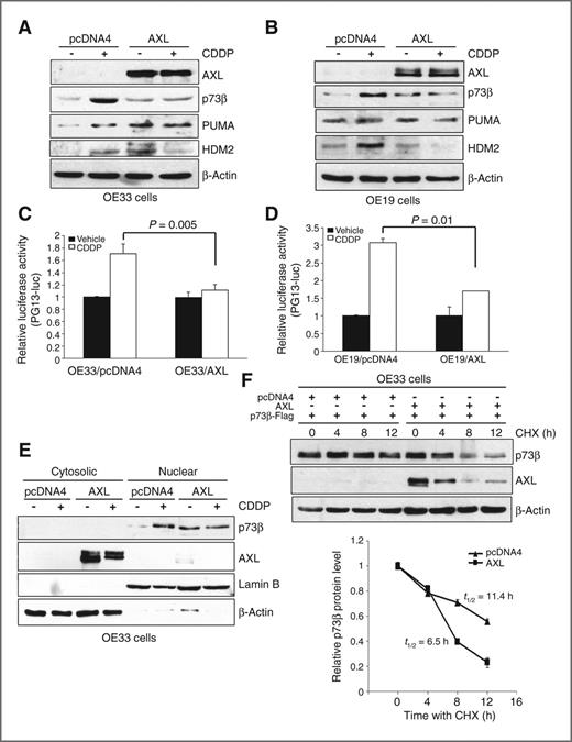 Figure 4. AXL blocks CDDP-induced activation and nuclear accumulation of p73 and decreases its protein stability. A and B, Western blot analysis of AXL, p73β, PUMA, and HDM2 proteins in OE33 cells stably expressing AXL or pcDNA4, and OE19 cells infected with control adenovirus (10 MOI) or AXL adenovirus (10 MOI). All cells were treated with vehicle or CDDP (10 μmol/L) for 24 hours. The treatment with CDDP increased levels of p73β, PUMA, and HDM2 proteins, and these effects were abrogated by AXL. C and D, the pG13 luciferase activity was 54.5% higher in OE33/pcDNA4 control cells than OE33/AXL cells (P = 0.005) and 81.1% higher in OE19/pcDNA4 control cells than OE19/AXL cells (P = 0.01) in response to CDDP. E, protein accumulation and localization of endogenous p73β in OE33/AXL and OE33/pcDNA4 stable cells were evaluated by Western blot analysis of cytosolic and nuclear protein fractions after treatment with vehicle or CDDP (10 μmol/L) for 48 hours. AXL expression blocked CDDP-induced nuclear accumulation of p73β. F, protein stability of exogenous p73β transiently expressed in OE33/AXL or OE33/pcDNA4 stable cells was assessed by Western blot analysis after treatment with 80 μg/mL CHX for the indicated times. The protein degradation results indicate that AXL reduced the protein half-life of p73β from 11.4 to 6.5 hours relative to control (bottom).