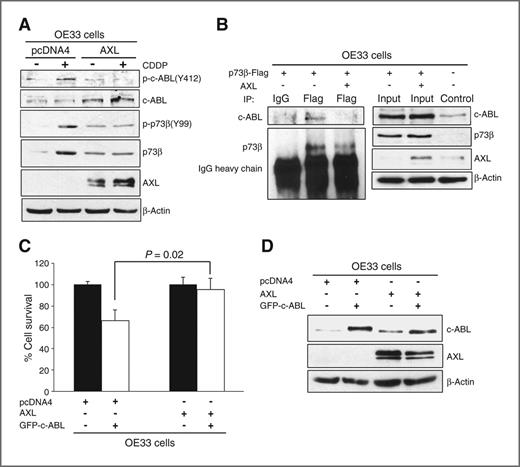 Figure 5. AXL blocks binding of c-ABL to p73β protein and attenuates CDDP-induced phosphorylation of c-ABL. A, OE33 cells stably expressing AXL or pcDNA4 were treated with vehicle or CDDP (10 μmol/L) for 48 hours. The Western blot data indicate that CDDP treatment significantly increased levels of p-c-ABL(Y412), p-p73β(Y99), and p73β proteins in control cells. In contrast, AXL expression abrogated these effects in response to CDDP. B, Western blot analysis of immunoprecipitated exogenous p73β protein with M2-flag antibody in OE33 cells transfected with p73β-Flag alone or in combination with AXL. Exogenous p73β interacted with endogenous c-ABL protein, and the p73β/c-ABL protein complex was disrupted by AXL. C, cell viability of OE33 cells transfected with pcDNA4 alone, AXL alone or in combination with GFP-c-ABL was assessed 48 hours post-transfection. AXL expression blocked c-ABL-induced cell death. D, Western blot analysis of c-ABL and AXL proteins in OE33 cells transiently transfected as in C.