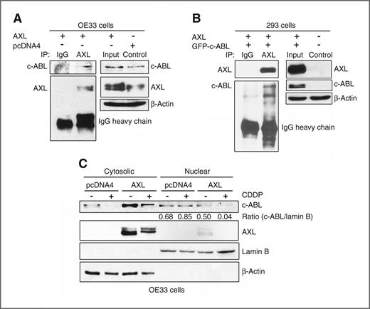 Figure 6. AXL interacts with c-ABL protein and attenuates CDDP-induced accumulation of c-ABL in the nucleus. A, Western blot analysis of immunoprecipitated proteins with AXL antibody in OE33 cells stably expressing pcDNA4 or AXL. The data show protein association of AXL with endogenous c-ABL. B, Western blot analysis of immunoprecipitated proteins with AXL antibody in HEK-293 cells transiently cotransfected with AXL and GFP-c-ABL. The results indicate protein interaction between AXL and exogenous c-ABL. C, Western blot analysis of cytosolic and nuclear fractions of OE33 cells stably expressing pcDNA4 or AXL and treated with vehicle or CDDP (10 μmol/L) for 48 hours. The data show accumulation of c-ABL in the nucleus in control cells while c-ABL was mainly sequestered in the cytosol and undetected in the nucleus in AXL-expressing cells in response to CDDP.