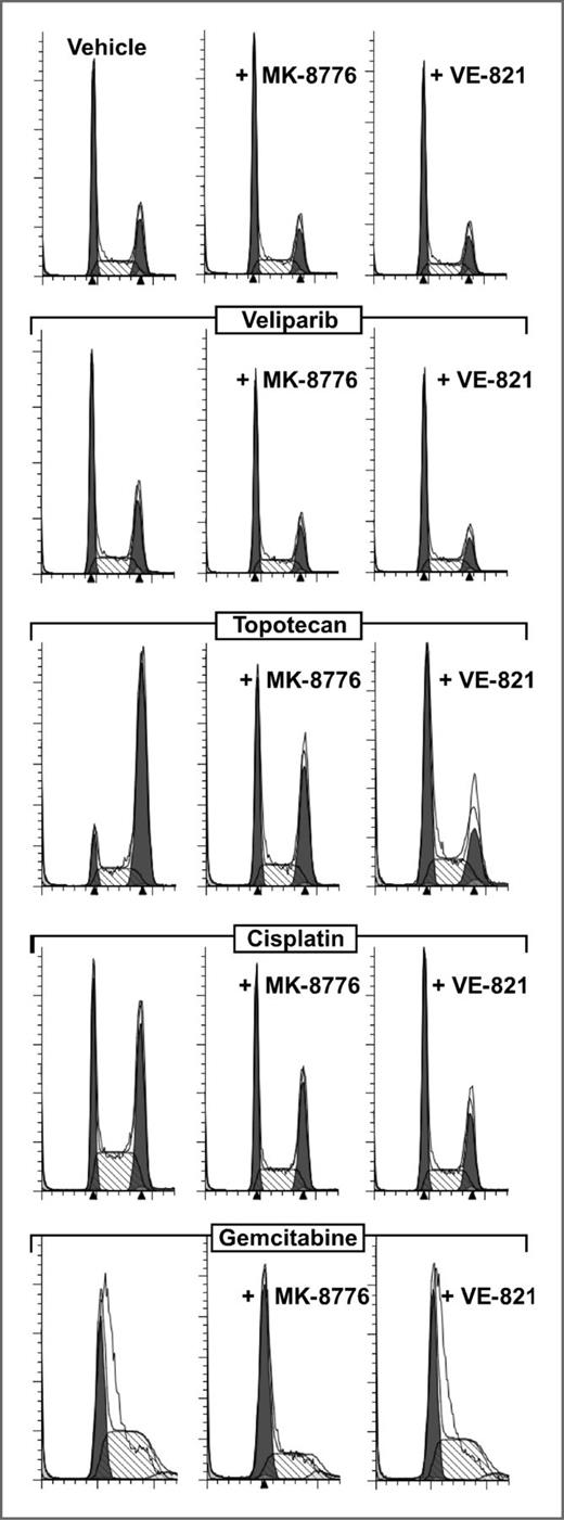 Figure 3. MK-8776 and VE-821 disrupt chemotherapy-induced cell-cycle checkpoints. OVCAR-8 cells were co-treated with vehicle, 0.1 μmol/L MK-8776, or 1 μmol/L VE-821 plus 10 μmol/L veliparib, 20 nmol/L topotecan, 0.6 μmol/L cisplatin, or 5 nmol/L gemcitabine for 24 hours and analyzed by flow cytometry.