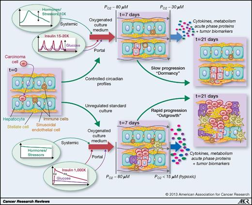 Figure 2. Schematic of an approach to study metastatic dormancy. The development of microphysiologic systems such as organotypic bioreactors allows for the examination of cellular events in metastatic seeding and entry into dormancy or continuous outgrowth for a multiweek period (43). Shown is a cartoon depicting the fate of the micrometastasis following from the host tissue being in a more physiologic state (upper pathway) versus a stressed, inflamed, or fibrotic organ (lower pathway). The stressed pathway prohibits micrometastases from entering dormancy while supporting emergence into frank metastases.