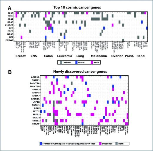 Figure 2. Mutation spectrum for the top 10 most frequently mutated genes and novel cancer-related genes in the NCI-60. A, the top 10 cosmic census cancer genes (sorted by the number of occurrences in the NCI-60 panel) were scored for the presence of mutations in each cell line. Gray marks variants annotated in the COSMIC v59 database. Blue marks variants that are not in the COSMIC database but identified in this study and predicted to be of deleterious in nature (either SIFT score < 0.05 or polyphen2 score > 0.85). Magenta marks cases where a cell lines harbors at least one COSMIC annotated and at least one novel variant in a particular gene (a gray and a blue mark). B, new cancer genes identified in recent large-scale sequencing studies such as: SETD2 (38), LRP1B (39, 40), PBRM1 (41), SPTA1 (42), DNMT3A (43), ARID1A (44), GRIN2A (45), TRRAP (45), STAG2 (46), EPHA3/5/7 (39), POLE (21), and SYNE1 (47). Blue boxes represent likely loss-of-function mutations (e.g., nonsense, splice site, initiation loss, and frame shift insertions or deletions), whereas magenta indicates missense mutations. Cases with co-occurrence of both types are labeled in gray.