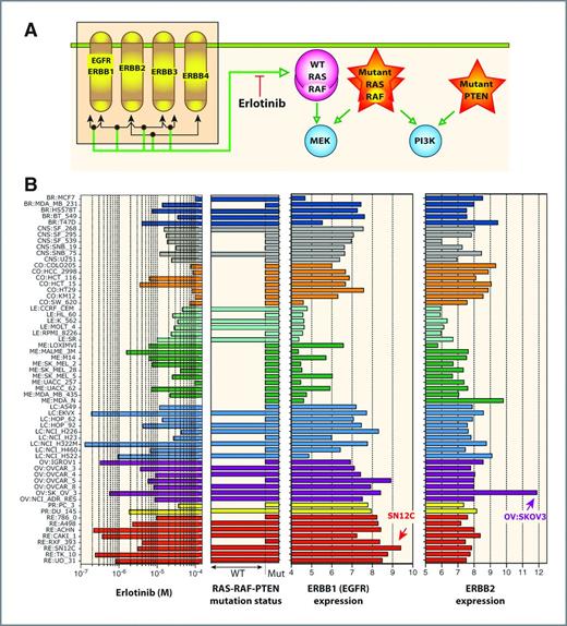 Figure 6. Correlation between erlotinib response and EGFR pathway gene expression and RAS–RAF–PTEN mutations in the NCI-60 panel. A, schematic representation of the EGFR pathway with its 4 components: ERBB1 (EGFR), ERBB2, ERBB3, and ERBB4. Dimerization complexes are indicated as nodes on the double-ended arrows according the Kohn's MIM nomenclature convention (50). Activations are shown as green arrows. Activating mutations of RAS or RAF directly activate MEK and render cells resistant to erlotinib (33). Similarly, inactivation of PTEN confers resistance by direct activation of PI3 kinase. B, (left), antiproliferative activity of erlotinib across the NCI-60. The cell lines are color coded by tissues of origins; (center left) the RAS-RAF-PTEN wild-type (WT) cells are marked as full horizontal bars. Mutant cells (Mut) are shown as short bars; ERBB1 expression is highest in many of the cells targeted by erlotinib (center right; note mirror image profiles); ERBB2 expression profile (far right). The cell lines identified by arrows have focal amplification for ERBB1 (RE:SN12C) and ERBB2 (OV:SKOV3; unpublished data).