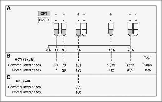 Figure 1. Experimental protocol and global impact of Top1 poisoning. A, experimental design. Cells were treated with 10 μmol/L camptothecin (CPT) for 1, 2, 4, 15, and 20 hours. Control samples received vehicle alone (0.1% DMSO, 4 and 20 hours). B, downregulated and upregulated genes (2-fold or more) in camptothecin-treated HCT116 cells. C, downregulated and upregulated genes (2-fold or more) in camptothecin-treated MCF7 cells.