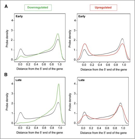 Figure 4. Transcripts are differentially affected along the length of genes. A, distribution of the top 10,000 differentially expressed probes (5,770 downregulated probes in green and 4,230 upregulated probes in red) at early times of treatment with camptothecin depending on their distance from the 5′ end of the gene. The distribution of the 10,000 random probes is represented in black. The differential analysis was done with R package LIMMA (see Materials and Methods). B, distribution of the top 10,000 differentially expressed probes (9,233 downregulated probes in green and 767 upregulated probes in red) at late times of treatment with camptothecin depending on their distance from the 5′ end of the gene. The distribution of 10,000 random probes is represented in black. The differential analysis was done with R package LIMMA (see Materials and Methods).