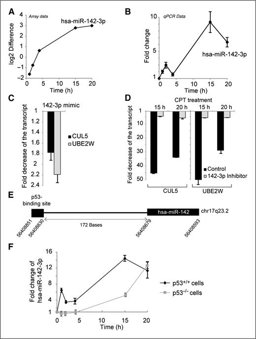 Figure 6. miR-142-3p upregulation is responsible for gene downregulation in response to camptothecin treatment. A, Agilent miRNA microarray data for hsa-miR-142-3p expression after camptothecin treatment. The log2 difference for hsa-miR-142-3p expression depending on camptothecin treatment was normalized to the untreated controls. B, hsa-miR-142-3p upregulation after camptothecin treatment (10 μmol/L). hsa-miR-142-3p was analyzed by qPCR. C, hsa-miR-142-3p mimic downregulates CUL5 and UBE2W transcripts. HCT116 cells were transfected with hsa-miR-142-3p mimic or negative control. CUL5 and UBE2W transcripts were analyzed by qRT-PCR. The y-axis corresponds to the fold decrease of CUL5 (black bar) or UBE2W (gray bar) after mimic transfection compared with control. D, the hsa-miR-142-3p inhibitor counteracts the downregulation of CUL5 and UBE2W transcripts. HCT116 cells transfected with the hsa-miR-142-3p inhibitor or miScript inhibitor negative control were treated with camptothecin (10 μmol/L, 15 or 20 hours). CUL5 and UBE2W transcripts were analyzed by qRT-PCR. The y-axis corresponds to the fold decrease of CUL5 (left) or UBE2W (right) after camptothecin treatment (15 or 20 hours). The black bars correspond to inhibitor-negative control, and the gray bars correspond to hsa-miR-142-3p inhibitor. E, schematic representation of hsa-miR-142 and its flanking region, showing its p53 binding site. F, miR-142-3p upregulation after camptothecin treatment is p53 dependent. p53+/+ and p53−/− HCT116 cells were treated with camptothecin (10 μmol/L, 1, 2, 4, 15, or 20 hours). hsa-miR-142-3p was analyzed by qPCR. p53+/+ HCT116 cells are in black and p53−/− HCT116 cells are in gray.