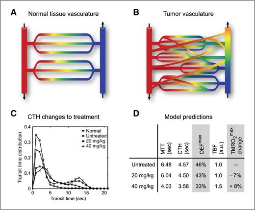 Figure 2. Effective shunting of oxygenated blood in capillary networks with heterogeneous, poorly regulated flow velocities. A, illustrates how capillary flow velocities in normal tissue are regulated to provide efficient extraction of oxygen. Red indicates fully oxygenated blood whereas the transition over orange and yellow to blue indicates gradual deoxygenation. In tumors (B), tight control of capillary flow distributions is invariably lost owing to factors such as the lack of normal, contractile pericytes on capillaries, irregular luminal capillary diameters, capillary compression by tumor edema, increased blood cell adhesion to the endothelium, and loss of the conducted vasomotor responses that ensure appropriate blood distribution in normal microvessels (18). The oxygenation response to the removal of specific capillary paths by antiangiogenic therapy in this example depends critically on the resulting redistribution of capillary flows and changes in TBF—estimated here by the CTH and MTT parameters. C, shows the effects of two different doses of an antiangiogenic agent, SU11657, on the distribution of transit times as recorded by Quarles and Schmainda (23). Note how the highest dose almost normalizes distribution of transit times compared to that of normal brain tissue. According to Fig. 1, this homogenization would be expected to improve tumor oxygenation. The first two columns of D show MTT and CTH derived from the pre- and posttreatment transit time distributions in C. As transit time distributions were experimentally determined in this case, we determined the OEFmax values shown in the third column using equation one in ref. 20, rather than assuming a gamma variate distribution. We assumed identical tissue oxygen tensions (PtO2) of 7.5 mm Hg for all 3 conditions. Note that in this tumor type, treatment with SU11657 caused hemodynamic vascular normalization in the sense that CTH was reduced in a dose-dependent manner. The parallel reductions in MTT, which were the result of reductions in CBV and increased TBF, however, resulted in a predicted reduction in OEFmax. The net oxygenation, TMRO2max, is given as the arterial oxygen concentration multiplied by TBF and OEFmax. Note that tumor oxygenation increased in the high-dose condition as a net effect of an increase in TBF (23) that outweighed the reduction in OEFmax, but decreased in the low-dose experiment. The example underscores the importance of knowing the treatment-related changes in MTT and CTH to predict how the availability of oxygen in a given tumor is affected by various doses of antiangiogenic therapy. a.u., arbitrary units; OEFmax, maximum achievable OEF; TMRO2max, maximum tumor metabolic rate of oxygen.