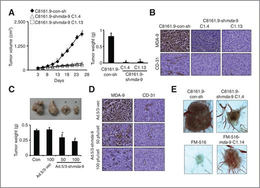 Figure 1. In vivo assessment of tumor formation in mice and growth in the chicken embryo CAM assay after modulation of mda-9/syntenin expression. A, subcutaneous xenografts were established in athymic nude mice (n = 15) and tumor volume was measured twice a week and tumor weight at the end of the study at 4 weeks. Data represent mean ± SD. B, serial sections of formalin-fixed, paraffin-embedded tumor tissues were immunostained for MDA-9/syntenin and the endothelial cell marker CD31 and counterstained with hematoxylin. C, subcutaneous xenografts from C8161.9 cells were established in the flanks of athymic nude mice (n = 15) and injected with the indicated Ad.5/3 at different multiplicity of infection. Tumors were excised and photographed and tumor weight was measured at the end of the experiment (4 weeks). D, serial sections of formalin-fixed, paraffin-embedded tumor tissues (as described in C) were immunostained for MDA-9/syntenin and CD31 and counterstained with hematoxylin. E, different clones were implanted onto the CAM. Representative photomicrographs of tumors underneath the CAM are shown. Asterisks indicate statistically significant differences (P < 0.05) from corresponding controls.