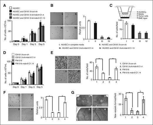 Figure 2. Effect of mda-9/syntenin on the angiogenic phenotype of HUVECs. A, time course analysis of growth of HUVECs in coculture with either C8161.9-con-sh or C8161.9-shmda-9 clones. B, analysis of tube formation by HUVECs cocultured with C8161.9-con-sh or C8161.9-shmda-9 clones on Matrigel-coated plates grown in serum-starved media conditions. Left, photomicrograph. Right, graphical representation of quantification of tube formation. C, HUVEC migration toward melanoma cells. C8161.9-con-sh or C8161.9-shmda-9 clones were cultured in the lower chamber and HUVECs were cultured on the inserts, in TransWell cell culture plates as depicted in the top. HUVEC migration was quantified as described in Materials and Methods and graphical representation is provided in the bottom. D, time course analysis for growth of HUVECs cultured in conditioned media from the indicated cell type. E, HUVEC migration through Matrigel in the presence of conditioned media from the indicated cells. The assay was scored after 18 hours. Left, photomicrograph. Right, graphical representation of quantification of migration. F, analysis of tube formation by HUVECs in the presence of conditioned media from the indicated cells. Left, photomicrograph. Right, graphical representation of quantification of tube formation. G, conditioned media from the indicated cells was implanted onto the CAM (n = 10) and after 4 days photographs were taken for visualization (left) and quantification (right) of neovascularization. Asterisk indicates statistically significant difference (P < 0.05) from corresponding controls. A and D, different italicized letters indicate significant differences between groups assessed by Student t test (P < 0.05) at a corresponding time point. Data represent mean ± SD.