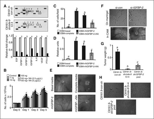 Figure 3. Proangiogenic activity of IGFBP-2. A, top, an antibody array comparing the expression levels of regulators of angiogenesis in conditioned media from C8161.9-con-sh and C8161.9-shmda-9 clones was conducted. Bottom, graphical representation of the band intensity quantified by densitometry. B, HUVECs were cultured in the presence of recombinant human IGFBP-2 (rhIGFBP-2) protein alone or with neutralizing antibody (NA) and growth kinetics were determined by Trypan blue dye exclusion assay. C, D, and E, HUVECs were treated with rhIGFBP-2 with or without NA and migration (C), tube formation (D), and vascularization in CAM (E) were analyzed. F, C8161.9 cells were transfected with either scrambled RNA (si-con) or si-IGFBP-2 and conditioned media were analyzed for tube formation on Matrigel (top) and vascularization in CAM (bottom). G, pooled clones of C8161.9 cells stably expressing shIGFBP-2 were established and evaluated for tumor generation ability in athymic nude mice (n = 15). Pooled clones of C8161.9 cells stably expressing control scrambled shRNA (con-sh) and C8161.9-shmda-9 Cl.4 were used as controls. H, serial sections of formalin-fixed, paraffin-embedded tumor tissues were immunostained for the endothelial cell marker CD31 and counterstained with hematoxylin. B–D, and G, italicized different letters indicate significant differences between groups assessed as defined by the Student t test (P < 0.05). EBM is representing the Endothelial Basal Media. Data represent mean ± SD.