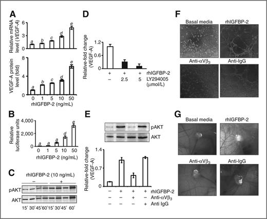 Figure 5. IGFBP-2 upregulates the expression of VEGF-A through the AKT pathway in HUVECs. A, the expression of VEGF-A mRNA (top) and protein (bottom) were measured by real-time PCR and ELISA, respectively, after treating HUVECs with the indicated doses of rhIGFBP-2. B, HUVECs were transfected with VEGF-A promoter luciferease reporter plasmid and treated with the indicated concentrations of rhIGFBP-2. Forty-eight hours after transfection, cells were harvested for luciferase assays as described in Materials and Methods. C, HUVECs (1 × 106 cells) were treated or untreated with the specified doses of rhIGFBP-2 for the indicated times and expression of pAKT and AKT was analyzed by Western blotting. D, HUVECs were pretreated with LY294002 (30 minutes) and then treated with rhIGFBP-2. Analysis of expression of VEGF-A by ELISA in the conditioned media. E, HUVECs were treated with rhIGFBP-2 together with anti-αVβ3 integrin antibody or anti-mouse IgG. Top, analysis of expression of pAKT and AKT by Western blotting. Bottom, analysis of expression of VEGF-A by ELISA in the conditioned media. F and G, HUVECs were treated as in (E) and conditioned media was used to analyze tube formation (F) and neovascularization in CAM (G). All experiments were carried out at least 3 times. A and B, italicized different letters indicate significant differences between groups assessed by Student t test (P < 0.05).