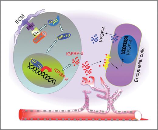 Figure 6. Hypothetical model of MDA-9/syntenin induction of angiogenesis. MDA-9/syntenin upon interaction with c-Src, activates HIF-1α in an AKT-dependent pathway and induces IGFBP-2 expression. IGFBP-2 acts as a chemoattractant for endothelial cells and induces VEGF-A secretion, resulting in angiogenic phenotypes.