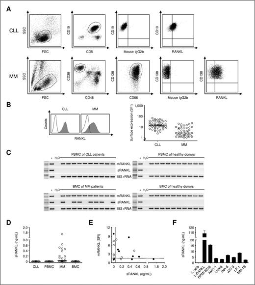 RANKL Expression, Function, and Therapeutic Targeting in Multiple ...