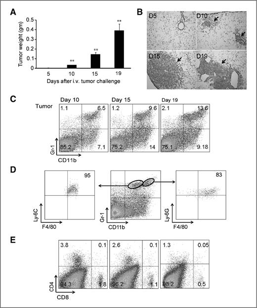 Figure 1. Recruitment of MDSCs were increased, whereas the infiltration of CD8+ and CD4+ T cells were decreased with tumor progression. A, tumor weights from mice on days 5, 10, 15, and 19 after intravenous challenge with 106 LLC tumor cells. **, P < 0.001 in comparisons with day 5 and 10 compared with day 5 and 15 compared with day 10 and 19 compared with day 15 (n = 5 mice/time point, three replicate experiments). B, hematoxylin and eosin staining of lung tissue at indicated time points. C, FACS plots showing percentages of MDSC in tumor on days 10, 15, and 19 post-LLC injection, P < 0.01 for Gr-1+CD11b+ MDSC at day 19 versus day 15 and for day 10 versus day 15. D, characterization of MDSC subsets by flow cytometry using additional MDSC markers Ly-6C, Ly-6G, and F4/80. E, FACS plots showing CD8+ and CD4+ T cells in tumor at indicated times. Left to right, P < 0.05 for both CD4+ and CD8+ T cells, day 10 versus day 15 versus day 19 (n = 5 mice/time point, three replicate experiments). The percentages displayed on FACS plots are from a representative run.