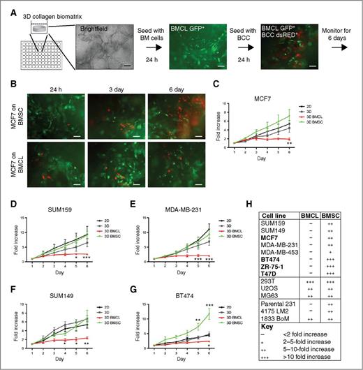 Figure 1. Bone marrow (BM) metastatic niche models: primary BMSC supported proliferation of breast cancer cells (supportive niche), whereas a mix of osteoblasts, mesenchymal, and endothelial cell lines (BMCL) did not support proliferation of breast cancer cells (inhibitory niche). A, diagram of bone marrow niche model set-up. 3D-biomatrix is seeded with GFP+ BMCL or BMSC when bone marrow cells reach subconfluency; dsRED+ BCCs are seeded in low numbers. B, representative images of dsRED+ MCF7 cells grown into GFP+ BMCL (bottom) or BMSC (top) over 6 days. Scale, 50 μm. C–G, total fluorescence of BCCs (MCF7, SUM159, MDA-MB-231, SUM149, and BT474) was monitored. BCCs seeded in 3D-biomatrix without stromal cells (3D monoculture, 3D) and BCCs plated in standard 2D conditions (2D) were used as controls. Fluorescence is expressed as the fold-increase from 24 hours after seeding (n = 6 experiments, 5 replicates in each experiment). Error bars, SEM. *, P < 0.05; **, P < 0.01; ***, P < 0.001; 2-way ANOVA with Bonferroni post test. H, proliferation rates of cell lines in 3D coculture. Only BCCs were found to be growth-arrested in the inhibitory niche (BMCL). ER+ BCC are indicated in bold. The fetal kidney cell line, 293t, and the osteosarcoma cell lines, U2OS and MG63, proliferate in the BMCL coculture. The subline of MDA-MB-231 1833 BoM proliferates in BMCL coculture, the parental and the 4175 LM2 lines do not.