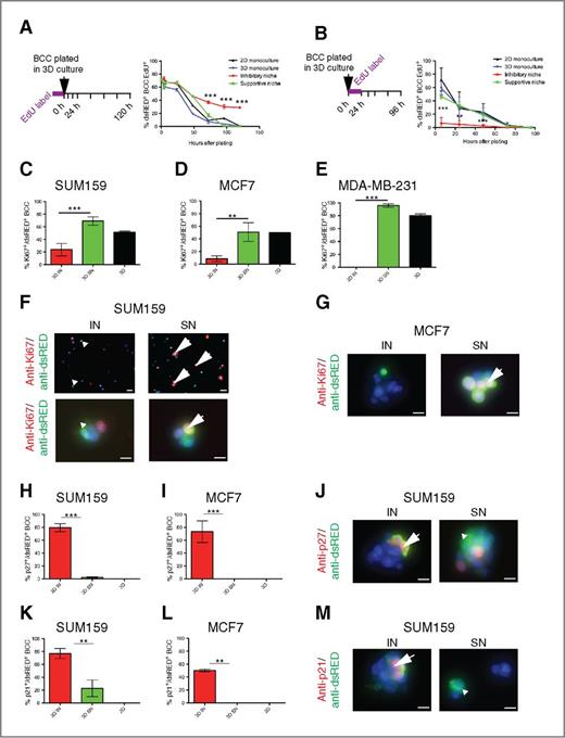 Figure 2. The inhibitory niche induced cell-cycle arrest in breast cancer cells. A, EdU persistence was monitored by fluorescence-activated cell sorting (FACS) analysis. Graph represents the percent dsRED+ SUM159 cells that were EdU+ (n = 2, 3 replicates in each experiment). Error bars, SEM. ***, P < 0.001; 2-way ANOVA with Bonferroni post test. B, EdU incorporation following plating into 3D culture was monitored by FACS analysis. Graph represents the percent dsRED+ SUM159 cells that were EdU+ (n = 2, 3 replicates in each experiment). Error bars, SEM. ***, P < 0.001; 2-way ANOVA with Bonferroni post test. C–E, quantification of Ki67 and dsRED immunofluorescence (n = 3). As control, BCCs grown in 3D-biomatix alone (3D), without stromal cells, were used. Error bars, SEM; if no bar is present the value is 0. **, P < 0.01; ***, P < 0.001; 1-way ANOVA. F and G, five-day 3D-biomatrix cocultures were dissociated to single cells, fixed, and cytospun onto slides. Representative images of immunofluorescence staining for anti-Ki67 (red) and anti-dsRED (green) are shown. Scale, 50 μm. Arrows, double-positive Ki67+ dsRED+ BCCs. Arrowheads, single-positive cancer cells (dsRED+). H and I, quantification of p27 and dsRED immunofluorescence (n = 3). Error bars, SEM; if no bar is present the value is 0. **, P < 0.01; ***, P < 0.001; 1-way ANOVA. J, five-day 3D-biomatrix cocultures were dissociated to single cells, fixed, and cytospun onto slides. Representative images of immunofluorescence staining for anti-p27 (red), along with anti-dsRED (green) are shown. Scale, 50 μm. Arrows, double-positive p27+/dsRED+ BCCs. Arrowheads, single-positive cancer cells (dsRED+). K and L, quantification of p21 and dsRED immunofluorescence (n = 3). Error bars, SEM. **, P < 0.01; 1-way ANOVA. M, representative images of immunofluorescence staining for anti-p21 (red), along with anti-dsRED (green) are shown. Scale, 50 μm. Arrows, double-positive p21+/dsRED+ BCCs. Arrowheads, single-positive BCCs (dsRED+). IN, inhibitory niche; SN, supportive niche.