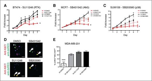 Figure 5. Cell-cycle arrest in breast cancer cells was reversible upon treatment with small-molecule inhibitors against RTK, Alk5, and p38. A–C, fluorescence of BCCs monitored after 3D coculture in the inhibitory niche (IN) after incubation with small-molecule inhibitors S1042 (RTK), SB431542 (Alk5), and SB203580 (p38; n = 6; 5 replicates per condition per experiment) immediately upon plating into 3D coculture. 2D monoculture (2D) is used as a control. Error bars, SEM. *, P < 0.05 paired t test. D, five-day 3D-biomatrix cocultures of SUM159 cocultured in IN were dissociated to single cells, fixed, and cytospun onto slides. Representative images of immunofluorescence staining for anti-Ki67 (red) and anti-dsRED (green) are shown. Scale, 50 μm. Arrows, double-positive Ki67+ dsRED+ cancer cells. Arrowheads, single-positive cancer cells (dsRED+). E, quantification of Ki67 and dsRED immunofluorescence (n = 2). Error bars, SEM. ***, P < 0.001; 1-way ANOVA.
