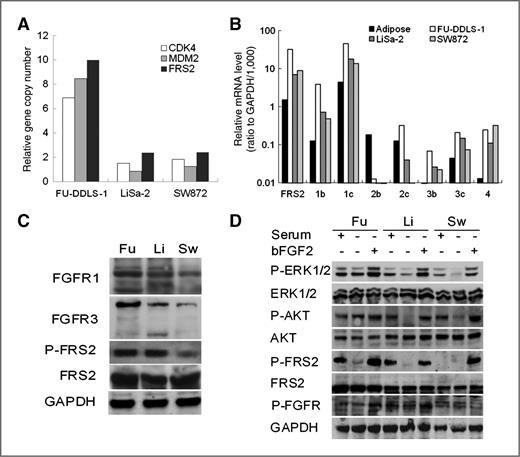 Figure 1. Expression and activation of FGFR/FRS2 in DDLS/UHGPS cell lines. A, q-PCR analysis showed relative copy numbers of CDK4, MDM2, and FRS2 in 3 high-grade liposarcoma cell lines: FU-DDLS-1, LiSa-2, and SW872. Data for gene copy number are presented as ratio to β-globin. B, q-PCR analysis of FRS2 and FGFR1–4 mRNA expression in FU-DDLS-1, LiSa-2, and SW872 cells. Shown are expression levels relative to glyceraldehyde-3-phosphate dehydrogenase (GAPDH) as the internal loading control. Adipose tissue cells (Adipose) were used as normal control. C, Western blot analysis showed the expression of total and phosphorylated FRS2, as well as FGFR1/3 proteins in FU-DDLS-1 (Fu), LiSa-2 (Li), and SW872 (Sw) cells. D, bFGF2 stimulation activated phosphorylation of total FGFR, FRS2, AKT, and ERK1/2 in the 3 cells. FU-DDLS-1 was serum-starved for 48 hours; LiSa-2 and SW872 cells were starved for 72 hours before being stimulated with 10 ng/mL bFGF2 for 30 minutes.