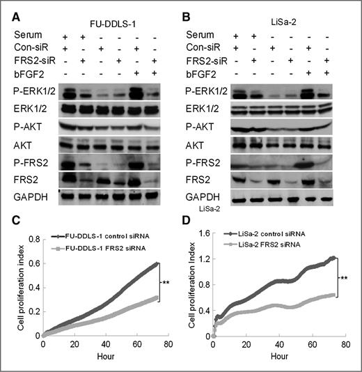 Figure 3. Effect of knockdown of FRS2 on the response of FU-DDLS-1 and LiSa-2 cells to bFGF2-activated FGFR signaling and cellular proliferation. A and B, knockdown of FRS2 decreased p-FRS2, p-AKT, and p-ERK1/2 in serum or serum-starved and bFGF2-stimulated FU-DDLS-1 and LiSa-2 cells. Twenty-four hours after transfection of FRS2 siRNA, FU-DDLS-1 and LiSa-2 were starved for 48 hours, stimulated with 10 ng/mL bFGF2 for 30 minutes, and then lysates were immunoblotted with indicated antibodies. Lysates from cells in serum were harvested at 48 hours posttransfection of FRS2 siRNA (Con-siR for control siRNA; FRS2-siR for FRS2 siRNA). C and D, plot of RT-CES showed that knockdown of FRS2 significantly decreased the proliferation of FU-DDLS-1 and LiSa-2 cells at 72 hours posttransfection of FRS2 siRNA. Results are presented as mean ± SD of 8 duplicates. **, P < 0.01 compared with control siRNA.