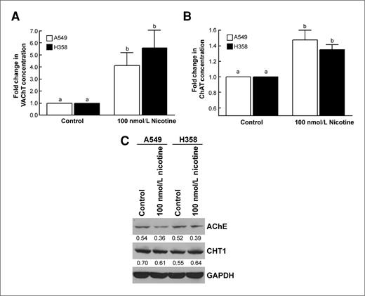 Figure 3. Effect of nicotine on cholinergic proteins in human BACs. A, the treatment of A549 and H358 cells with 100 nmol/L nicotine caused 4- to 5-fold increase in VAChT levels. B, nicotine produces a modest increase in ChAT levels. C, nicotine decreases AChE levels in both A549 and H358 cells. The levels of CHT1 are relatively unaffected by nicotine in human BAC cells. Data represent mean ± SEM from 2 independent experiments. Each sample was analyzed in triplicate. Results indicated by a different letter are significantly different (P < 0.05).