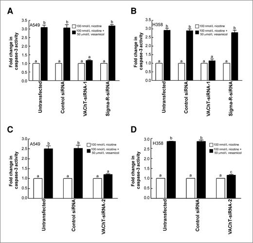 Figure 5. Vesamicol-induced apoptosis is specifically mediated by VAChT in human BAC cells. A, caspase-3 activity assays showed that the transfection of VAChT-siRNA reversed vesamicol-induced apoptosis in nicotine-treated A549 cells, whereas transfection of sigma-receptor siRNA (SigmaR-siRNA) or control-siRNA has no effect. B, the experiment was repeated in H358 human BAC cells and similar results were obtained. C, the suppression of VAChT, with another independent VAChT-siRNA (VAChT-siRNA-2), abrogated vesamicol-induced apoptosis in A549 human BAC cells. D, the experiment was repeated in H358 cells and similar results were obtained. Each sample was analyzed in duplicate. Data represent mean ± SEM from 2 independent experiments. Results indicated by a different letter are significantly different (P < 0.05).