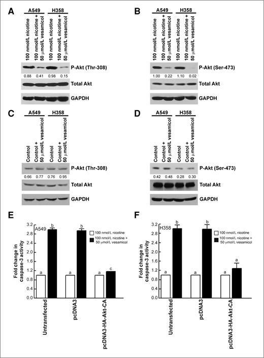 Figure 6. The apoptotic activity of vesamicol is mediated by the Akt pathway. A, the treatment of A549 and H358 human BAC cells with nicotine and vesamicol inhibited Akt phosphorylation at Thr-308. B, vesamicol decreased the levels of phospho-Akt (Ser-473) in nicotine-treated A549 and H358 cells. C, vesamicol had no effect on the levels of phospho-Akt (Thr-308) in untreated A549 and H358 cells. D, the treatment of quiescent A549 and H358 cells 50 μmol/L vesamicol does not affect phospho-Akt (Ser-473) levels. E, the transfection of pcDNA3-HA-Akt-CA (T308D, S473D) reverses the apoptotic activity of vesamicol, whereas transfection of the empty vector had no effect on vesamicol-induced apoptosis in A549 human BAC cells. F, the transfection experiment was repeated in H358 cells and similar results were obtained. Data represent mean ± SEM from 2 independent experiments. Each sample was analyzed in duplicate. Results indicated by a different letter are significantly different (P < 0.05).