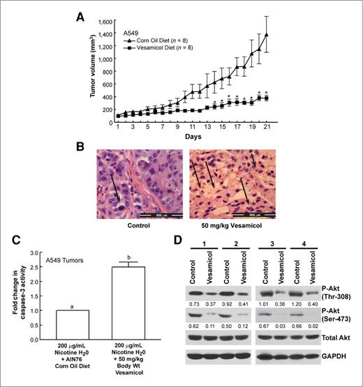 Figure 7. Vesamicol induces apoptosis of human BAC tumors in vivo. A, the administration of vesamicol (50 mg vesamicol/kg food) decreased the growth rate of A549 human BAC tumors xenografted in nude mice. The nude mice experiments comprised 8 mice per group. B, the tumors from the mice were excised and stained with H&E. The black arrow shows the presence of apoptotic bodies in the tissue sections. The vesamicol-treated tumors (right) showed a greater number of apoptotic bodies relative to the mice administered vehicle (left). Scale bar, 500 μm. C, an aliquot of the tumors from nude mice were frozen and lysates were made. Caspase-3 activity of these lysates was measured. The vesamicol-treated tumors had higher caspase-3 activity (indicating higher apoptosis) than the tumors in the control group. D, Western blotting showed that vesamicol-treated tumors showed lower levels of phospho-Akt (Thr308) and phospho-Akt (Ser473). The Western blotting was quantitated using NIH ImageJ 1.46p. Data represent mean ± SEM. Results indicated by a different letter or an asterisk are significantly different (P < 0.05).