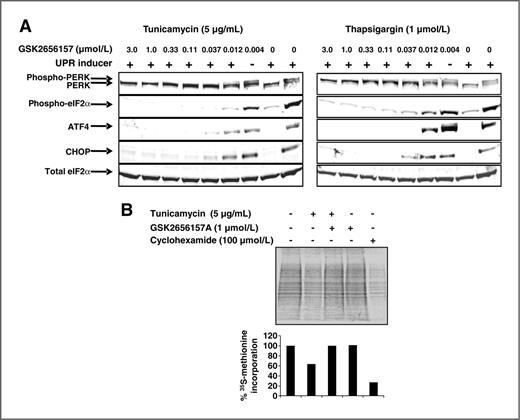 Figure 1. Cellular effect of GSK2656157 on PERK signaling and protein translation. A, BxPC3 cells were pretreated with different concentrations of GSK2656157 followed by UPR induction for 6 hours. Cell lysates were analyzed by Western blot analysis. B, BxPC3 cells were treated with GSK2656157, followed by tunicamycin and labeling with 35S-methionine. Lysates were run on SDS-PAGE and analyzed using phosphorimager.