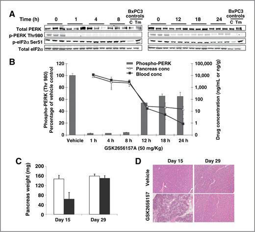 Figure 3. Pharmacodynamic effect of GSK2656157 on PERK in mouse pancreas. A and B, pharmacokinetic–pharmacodynamic analysis of PERK phosphorylation in the pancreas of mice treated with a single dose of GSK2656157. A, tissue lysates were analyzed for total and phospho-PERK and eIF2α by Western blot analysis. B, pharmacokinetic–pharmacodynamic correlation of phospho-PERK and drug concentration in blood and pancreas. Bars represent densitometric analysis of phospho-PERK, normalized to vehicle-treated control (mean ± SD). C and D, reversibility of histologic changes in pancreas of mice treated with PERK inhibitor. Mice were given 150 mg/kg GSK2656157 (twice daily) for 14 days. Pancreas were harvested and weighed on days 15 and 29. C, weight of pancreas tissues. Mean ± SD; n = 4 mice/group. Open bar, vehicle; dark bar, GSK2656157. D, representative hematoxylin and eosin sections of pancreas highlighting histologic changes with PERK inhibitor on day 15 and their reversibility on day 29 (14 days after 2 weeks of treatment).