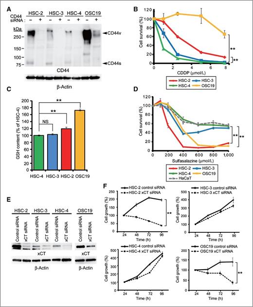Figure 2. Highly CD44v-expressing HNSCC cells are resistant to cisplatin but sensitive to sulfasalazine. A, HSC-2, HSC-3, HSC-4, and OSC19 cells transfected with control or CD44 siRNAs were subjected to immunoblot analysis with antibodies to CD44 or to β-actin (loading control). The identity of the bands putatively corresponding to variant (CD44v) and standard (CD44s) isoforms of CD44 was confirmed by the effect of the CD44 siRNA. B, viability of cells incubated with various concentrations of cisplatin for 72 hours. Data are expressed relative to the corresponding value for nontreated cells and are mean ± SD from 3 independent experiments. **, P < 0.01 for OSC19 or HSC-2 cells versus the corresponding value for HSC-4 cells. C, GSH content of HSC-2, HSC-3, HSC-4, and OSC19 cells. Data are expressed relative to the value for HSC-4 cells and are mean ± SD from 3 independent experiments. **, P < 0.01; NS, not significant. D, viability of HSC-2, HSC-3, HSC-4, and OSC19 cells as well as HaCaT normal keratinocytes incubated with various concentrations of sulfasalazine for 24 hours. Data are expressed relative to the corresponding value for nontreated cells and are mean ± SD from 3 independent experiments. **, P < 0.01 for OSC19 or HSC-2 cells versus the corresponding value for HSC-4 cells. E, cells transfected with control or xCT siRNAs were subjected to immunoblot analysis with antibodies to xCT or to β-actin. F, time course of cell proliferation for cell lines transfected with control or xCT siRNAs. Data are mean ± SD from 3 independent experiments. **, P < 0.01.