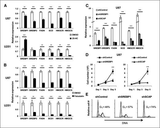 Figure 1. Cancer cells maintain a sterol-sensitive, SCAP-dependent lipogenic program regardless of heightened PI3K/AKT signaling. A and B, SREBP and lipogenic gene expression determined by qPCR in U87 and U251 glioma cells cultured in complete media with 1% serum and treated with 25 μmol/L 25-HC (A) or 10 μmol/L fatostatin (B) for 24 hours. C, SREBP and lipogenic gene expression from U87 cells stably expressing shSREBP1, shSREBP2, or shSCAP cultured in complete media with 1% serum for 24 hours. Growth curve (D) or cell-cycle analysis (E) of U87 cells stably expressing shSREBP1, shSREBP2, or shSCAP U87 cells cultured in complete media with 10% serum. Frequency of cells in G1 indicated in plot. Cell-cycle plots are representative of N = 3 experiments. **, P < 0.01; ***, P < 0.001.