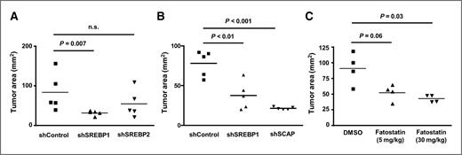 Figure 2. SREBP1 regulates tumor growth. A, tumor area (mm2) of subcutaneous U87 tumors expressing shSREBP1, shSREBP2, or shControl on day 21. B, tumor area (mm2) of subcutaneous U87 tumors expressing shSREBP1, shSCAP, or shControl on day 19 postimplantation. C, tumor area (mm2) of subcutaneous wild-type U87 xenograft on day 21 postimplantation treated with fatostatin (5 or 30 mg/kg) or vehicle i.p. every 3 days. P values indicated on plots.