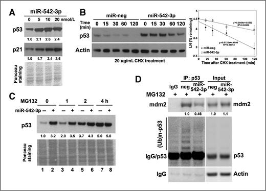 Figure 2. miR-542-3p increases the stability of p53 protein. A, miR-542-3p induces p53 at protein level. U2OS cells were transfected with negative or miR-542-3p mimics at indicated concentration. Cells were pelleted for Western blotting of p53 and p21. B, miR-542-3p increases the stability of p53 protein. U2OS cells transfected with either negative or miR-542-3p mimics at 10 nmol/L were reseeded and treated with protein synthesis inhibitor cycloheximide (CHX, 20 μg/mL) to block de novo protein synthesis. Cells were harvested at indicated time for Western blot analysis. Half-life of p53 was determined by densitometric analysis of p53 bands from three independent experiments using the formula t1/2 = −Ln2/S, where S represents the slope from each linear regression. C, miR-542-3p failed to further increase p53 level in the presence of MG132. U2OS cells transfected with either negative or miR-542-3p mimics at 10 nmol/L were reseeded and treated with MG132 (2 μmol/L) before Western blot analysis of p53. D, miR-542-3p reduced MDM2–p53 interaction and p53 polyubiquitination. HCT116 cells transfected with either negative or miR-542-3p mimics were treated with MG132 (2 μmol/L) for 4 hours. Cells were then lysed for immunoprecipitation with anti-p53. Immunoprecipitated proteins were subjected to Western blot analysis of MDM2 and polyubiquitinated p53 (Ub)n-p53). Quantitation of protein levels was labeled below the corresponding blots (same for Figs. 3–5).