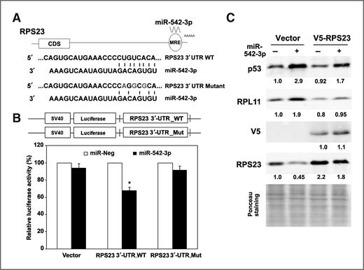 Figure 4. RPS23 is a direct target of miR-542-3p. A, the putative miR-542-3p–binding site (wild-type or mutant) in the transcript of RPS23. B, miR-542-3p targets 3′UTR of RPS23. Wild-type or mutant RPS23 3′UTR were cloned into the pGL3 vector, as 3′ fusions to the luciferase gene. U2OS were cotransfected with the indicated miRNA mimics and luciferase vectors. Luciferase activity was assayed 48 hours later and normalized to that of negative control-transfected cells from three independent experiments. C, ectopic RPS23 partially suppresses p53 induction by miR-542-3p. U2OS cells expressing vector or V5-tagged RPS23 coding region were transfected with negative or miR-542-3p mimics followed by Western blot analysis. *, P < 0.01.