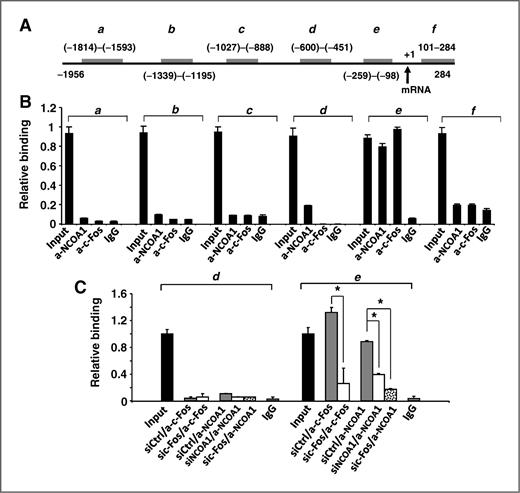 Figure 4. NCOA1 and c-Fos are associated with a region proximate to the CSF1 promoter. A, the 5′ regulatory sequence of the hCSF1 gene. Gray bars, genomic DNA fragments a to f amplified by PCR in ChIP assays. The locations of each fragment are numbered in reference to the transcriptional initiation site (NCBI NT_032977), which is indicated by an arrow. B, representative ChIP assay results. DNA–protein complexes extracted from MDA-MB-231 cells were subjected to immunoprecipitation with NCOA1 antibody. Of note, 5′ DNA fragments (a–f) of the CSF1 gene in the eluted ChIP DNA were measured by real-time PCR. The nonimmune IgG served as a control, and 3% of the DNA–protein complexes was used as the input control. C, NCOA1 or c-Fos expression was knocked down by siRNAs in MDA-MB-231 cells and ChIP assays were performed using antibodies against c-Fos, NCOA1, or nonimmune IgG. DNA fragments d and e in the eluted ChIP DNA were measured by real-time PCR; *, P < 0.05.