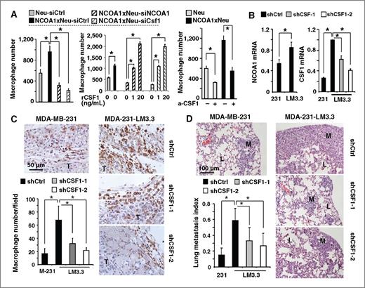 Figure 6. Knockdown of CSF1 blocks NCOA1-promoted macrophage recruitment in culture and in mice and inhibits metastasis. A, the numbers of macrophages recruited by nontargeting siRNA-transfected Tg(Neu) (Neu-siCtrl) and Tg(NCOA1)×Tg(Neu) (NCOA1×Neu-siCtrl) tumor cells, hNCOA1, and Csf1 siRNA-transfected Tg(NCOA1)×Tg(Neu) (NCOA1×Neu-siNCOA1 and NCOA1×Neu-siCsf1) tumor cells, and untransfected Tg(Neu) (Neu) and Tg(NCOA1)×Tg(Neu) (NCOA1×Neu) tumor cells. Cells were treated with or without recombinant Csf1 (rCsf1) protein or CSF1 antibody (a-CSF1) as indicated. The assay was performed using a Transwell coculture system with the indicated tumor cells in the lower chambers and macrophages above a Matrigel layer in the upper chambers. The knockdown efficiency of hNCOA1 and Csf1 mRNAs was evaluated by qPCR (Supplementary Fig. S4). B, qPCR measurement of relative NCOA1 and CSF1 mRNA levels in MDA-MB-231shCtrl, MDA-231-LM3.3shCtrl, MDA-231-LM3.3shCSF1-1, and/or MDA-231-LM3.3shCSF1-2 cells. These cells were generated by lentiviral expression of control shRNA (shCtrl) and CSF1 shRNAs (shCSF1-1 and shCSF1-2). The expression levels of these mRNAs were normalized to 18S rRNA. C and D, MDA-MB-231shCtrl, MDA-231-LM3.3shCtrl, MDA-231-LM3.3shCSF1-1, and MDA-231-LM3.3shCSF1-2 cells (2 × 106) were injected into the fourth pair of mammary fat pads of SCID mice (n = 5). Mice were sacrificed 30 days after injection. F4/80 immunostaining was performed to identify macrophages (brown) on the xenograft tumor (T) sections. F4/80-positive cells were counted as described in Fig. 2B. Data, mean ± SD (C). Hematoxylin and eosin staining of nonadjacent lung sections was performed to determine the metastasis index, which was presented as the average ratio of lung metastasis (M) area to the total metastasis, and lung (L) area (D); *, P < 0.05 by the Student t test.