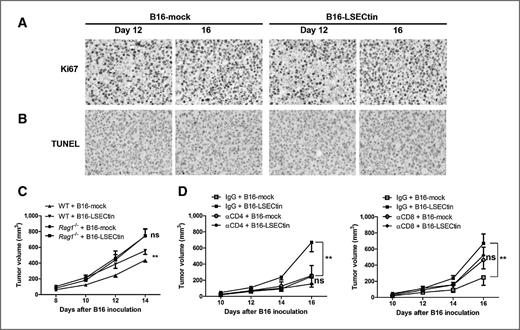Figure 4. LSECtin-mediated tumor promotion is associated with T cells. A and B, tumor tissues were collected and immunohistochemistry was performed with Ki67 staining (A) and TUNEL assay (B). C, a total of 2 × 105 B16-LSECtin and B16-mock cells were implanted in C57BL/6 WT and RAG1 KO mice. **, P < 0.01. Data represent the mean ± SEM of two different experiments. D, a total of 1 × 105 B16-LSECtin and B16-mock cells were implanted in C57BL/6 WT mice treated with anti-CD4 (left) and anti-CD8 (right). **, P < 0.01. Data represent the mean ± SEM of two different experiments. ns, not significant.