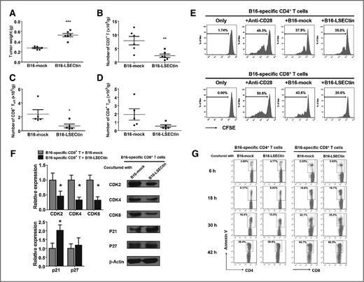 Figure 5. LSECtin, expressed on B16 cells, reduces the number of tumor-infiltrating effector T cells. A, the weights of tumor extracted from mice inoculated with B16-LSECtin and B16-mock cells. ***, P < 0.001. B–D, the numbers of CD3+ (B; **, P < 0.01), CD8+ (C; *, P < 0.05), and CD4+ (D; P = 0.082) T cells in the TILs. Individual samples are represented as dots, and bars represent mean. E, B16-specific CD4+ and CD8+ T cells were labeled with CFSE and then co-cultured with irradiated B16-LSECtin or B16-mock cells at a ratio of 5:1 in the presence of plate-bound anti-CD3 and soluble IL2. CFSE dilution was analyzed after 48 hours. Graphs are representative of three independent experiments. F, cell-cycle–associated gene expression in B16-specific CD8+ T cells co-cultured with B16-LSECtin (black) or B16-mock (gray) cells was determined using RT-PCR and Western blotting. *, P < 0.05. Data represent the mean ± SEM of two different experiments. G, B16-specific CD4+ and CD8+ T cells were cocultured with B16-LSECtin and B16-mock cells. T cells were harvested at the indicated time points, and the percentages of Annexin V+ in the CD4+ and CD8+ T cells were analyzed using flow cytometry. Graphs are representative of three independent experiments.