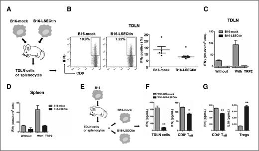 Figure 6. LSECtin, expressed by B16 cells, inhibits the tumor-specific immune responses both in vivo and in vitro. A, WT C57BL/6 mice were inoculated with B16-LSECtin and B16-mock cells, and the TDLN cells or splenocytes were isolated for IFNγ intracellular staining and ELISPOT assays. B, representative dot plots for intracellular IFNγ staining and the percentages of IFNγ+ T cells in total CD8+ T cells are shown. *, P < 0.05. C and D, IFNγ ELISPOT assays of TDLN cells (C) and splenocytes (D) from mice inoculated with B16-LSECtin (black) and B16-mock (gray) cells in the presence or absence of TRP2 180–188. E, WT C57BL/6 mice were inoculated with irradiated B16 cells, and TDLN cells or splenocytes were isolated for coculture assays. F, TDLN cells (left) or CD8+ T cells (right) were subjected to restimulation ex vivo with irradiated B16-LSECtin (black) and B16-mock (gray) cells. *, P < 0.05; **, P < 0.01. G, CD4+ T cells (CD4+CD25−) or Treg-enriched cells (CD4+CD25+), sorted from restimulated splenocytes, were also subjected to restimulation ex vivo with irradiated B16-LSECtin (black) and B16-mock (gray) cells in the presence of 2 μg/mL coated anti-CD3. **, P < 0.01. These results are representative of three independent experiments.