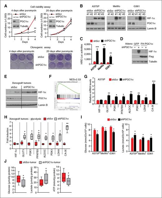 Figure 1. HIF1α levels and stability in PGC1α-suppressed cells. A, growth curve and clonogenic cell survival of A375P cells with transient (4 days) or chronic (20 days) PGC1α suppression. B and C, chronic suppression of PGC1α elevates HIF1α protein expression and transcriptional activities in melanoma cells. D, HIF1α levels after rescue of PGC1α expression in PGC1α-suppressed A375P cells. Mouse Flag-tagged PGC1α was expressed exogenously using adenoviruses for 24 hours before harvesting. E, HIF1α levels in A375P xenografts. F, GSEA enrichment plot for the top-scoring gene set. Gene expression profile of A375P cells stably expressing control shRNAs or two different shRNAs against PGC1α (GSE7553) was analyzed with the GSEA algorithm for enrichment of gene sets related to hypoxia. G, expression of HIF1α glycolytic targets after PGC1α knockdown. H, HIF1α glycolytic target genes are increased in PGC1α-depleted tumors. I, glucose utilization and lactate production in PGC1α-depleted melanoma cells. J, glucose utilization, lactate production, and ATP levels in PGC1α-depleted tumors. Values represent mean ± SD of three independent experiments performed in triplicate; *, P < 0.05; **, P < 0.01; and ***, P < 0.001 versus control shRNA. The whiskers in the box plots represent the maximum and the minimum value.