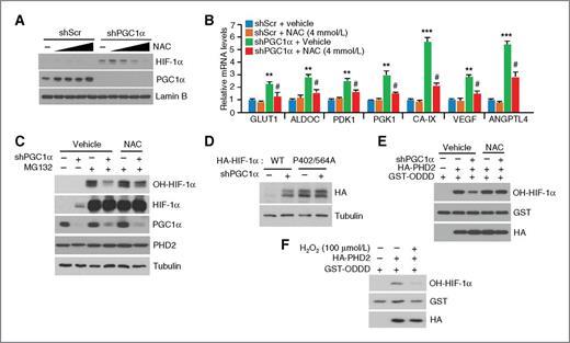 Figure 2. PGC1α suppression enhances the stability of HIF1α through increasing ROS levels. A, NAC blocks HIF1α accumulation induced by PGC1α suppression. PGC1α-depleted A375P cells were incubated with NAC (0.5, 1, 2, or 4 mmol/L) for 48 hours, and then whole-cell lysates were used to measure HIF1α protein levels. B, NAC attenuates the induction of HIF1α glycolytic target genes after PGC1α suppression. Total RNA was isolated from PGC1α-depleted A375P cells incubated with 4 mmol/L of NAC for 48 hours. C, proline hydroxylation of HIF1α is decreased in PGC1α-suppressed melanoma cells. PGC1α-suppressed A375P cells were incubated with 4 mmol/L NAC or vehicle for 48 hours, followed by incubation with 20 μmol/L of MG132 or DMSO for 3 hours before harvesting. D, HIF1α P402/564A mutant is not further stabilized after PGC1α suppression. E and F, oxidative stress induced by PGC1α depletion (E) or H2O2 (F) inhibits PHD2 enzymatic activity. Values represent mean ± SD of three independent experiments performed in triplicate; **, P < 0.01; and ***, P < 0.001 versus control shRNA; and #, P < 0.05 versus PGC1α shRNA.