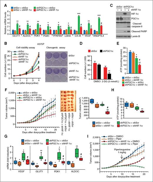 Figure 3. PGC1α-suppressed melanoma cells are dependent on HIF1α expression. A, expression of glycolytic genes after HIF1α and PGC1α suppression in A375P cells. B, growth curve and clonogenic cell survival of HIF1α- and PGC1α-suppressed A375P cells. C, detection of apoptosis in HIF1α- and PGC1α-suppressed A375P cells. D, cell growth after 2-deoxy-glucose (2DG) treatment in PGC1α-suppressed A375P cells. E, ATP levels in HIF1α- and PGC1α-suppressed A375P cells. F, tumor growth after suppression of PGC1α and HIF1α. The tumor growth curves are plotted as mean ± SEM (n = 10). G, inhibition of HIF1α decreases glycolytic gene expression induced by PGC1α depletion in tumors. H, inhibition of HIF1α decreases ATP levels in PGC1α-depleted tumors. I, effect of piperlongumine in HIF1α- and PGC1α-suppressed tumors. Mice were daily injected with piperlongumine (1 mg/kg) or DMSO for 10 days as described in Materials and Methods (n = 8). Values represent mean ± SD of three independent experiments performed in triplicate; *, P < 0.05; **, P < 0.01; and ***, P < 0.001 versus control shRNA and #, P < 0.05 versus PGC1α shRNA. The whiskers in the box plots represent the maximum and the minimum value.