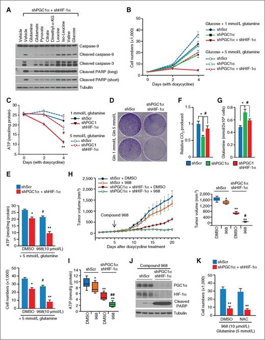 Figure 4. Glutamine utilization after PGC1α and HIF1α suppression. A, apoptosis in double PGC1α/HIF1α-suppressed cells after exposure to the indicated nutrients. A375P cells expressing PGC1α shRNA and a doxycycline-inducible shRNA against HIF1α were incubated for 4 days with 100 ng/mL doxycycline and 5 mmol/L glutamine, 25 mmol/L glucose, or 2 mmol/L of the indicated amino acids or metabolites. B–D, growth curves (B), ATP levels (C), and clonogenic cell survival (D) in PGC1α/HIF1α double-knockdown A375P cells after exposure to different concentrations of glutamine. E, cell growth and ATP levels after pharmacologic inhibition of glutamine utilization in PGC1α/HIF1α double-knockdown A375P cells. Cells were incubated with doxycycline, 5 mmol/L glutamine, and 25 mmol/L glucose in the absence or presence of 10 μmol/L of compound 968 for 4 days as indicated. F, glutamine oxidation in PGC1α/HIF1α double-knockdown A375P cells. Cells were incubated with 1 mmol/L glutamine and 14C-l-glutamine for 3 hours, and then 14C-labeled CO2 was measured. G, glutamine utilization in PGC1α/HIF1α double-knockdown A375P cells. H, the effects of glutamine utilization inhibition on tumor growth. Fifteen days after injection, mice were injected daily with compound 968 or DMSO and the tumor volume was measured (n = 8). I and J, ATP levels (I) and apoptosis (J) in PGC1α/HIF1α double-depleted tumors described in H. K, NAC does not rescue the growth of PGC1α/HIF1α double-knockdown A375P cells upon inhibition of glutamine utilization. Values represent mean ± SD of three independent experiments performed in triplicate; **, P < 0.01; #, P < 0.05; the whiskers in the box plots represent the maximum and the minimum value.