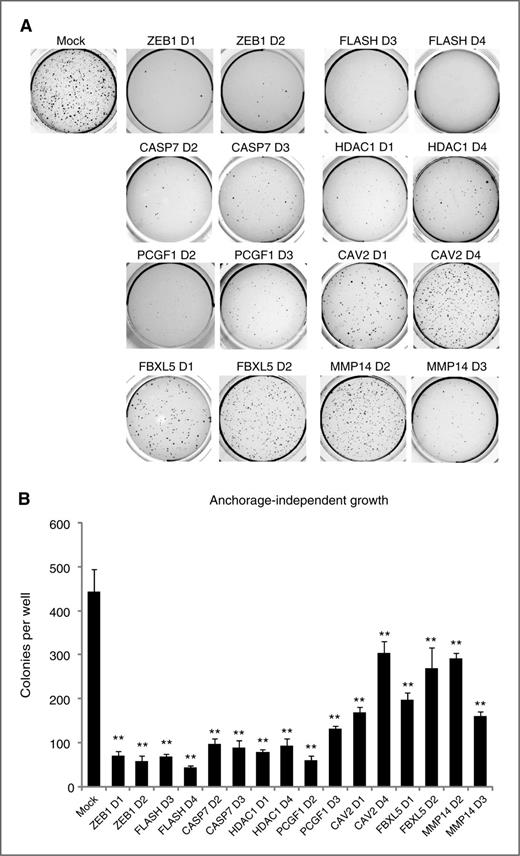 Figure 3. Depletion of E-cadherin regulators affects the anchorage-independent growth of HeLa cells. A, anchorage-independent growth of HeLa229 cells transfected with two independent siRNA duplexes targeting ZEB1, FLASH, CASP7, HDAC1, PCGF1, CAV2, FBXL5, and MMP14 in soft agar assay. B, colony counts were conducted by computer-assisted analysis of images as shown in A. The graphs represent the average of three independent experiments. The significance of the differences was confirmed by Student t test (**, P < 0.0025).