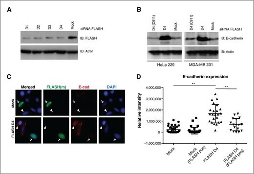 Figure 4. Validation of FLASH as a specific regulator of E-cadherin expression. A, FLASH protein levels in FLASH-depleted and mock-treated cells (top) and actin loading controls (bottom) were assessed by Western blot analysis. Four independent siRNA duplexes were used to deplete FLASH in HeLa229 cells. B, E-cadherin protein levels and actin loading controls were assessed by Western blot analysis in HeLa229 or MDA-MB 231 transfected with FLASH D4 duplex (D4) and FLASH D4-C911 control duplex [D4(C911)]. C, immunofluorescence revealed restoration of E-cadherin expression in FLASH-depleted (FLASH D4) HeLa229 cells. Cells expressing an siRNA-resistant version of FLASH [FLASH(m)] display low levels of E-cadherin (bottom, arrow). D, E-cadherin expression in individual cells was quantified by computer-assisted analysis of images as shown in C. The significance of the differences was confirmed by Student t test (**, P < 0.0025). IB, immunoblot.